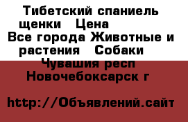 Тибетский спаниель щенки › Цена ­ 60 000 - Все города Животные и растения » Собаки   . Чувашия респ.,Новочебоксарск г.